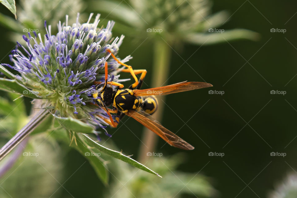 Working wasp