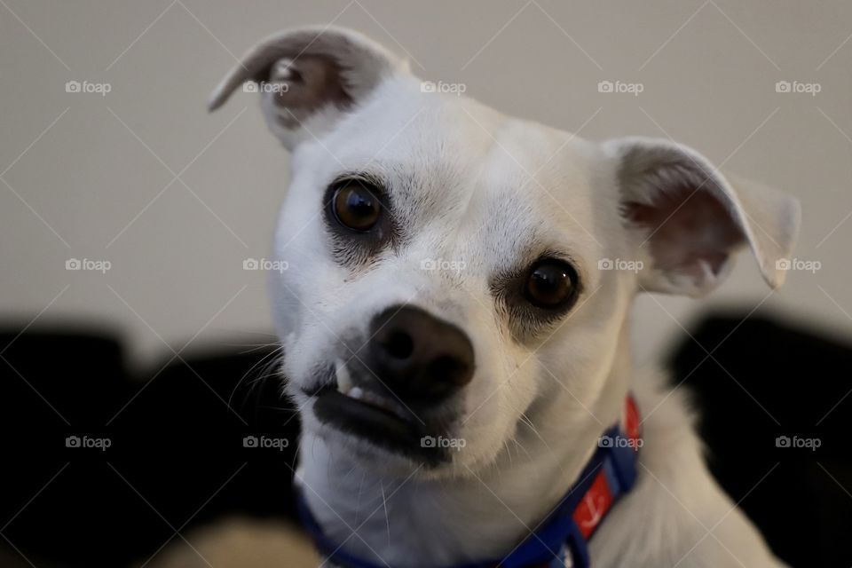 Posing for the camera. Shot on Canon 6D Mark II