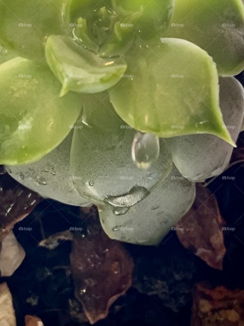Water dripping off of a succulent 