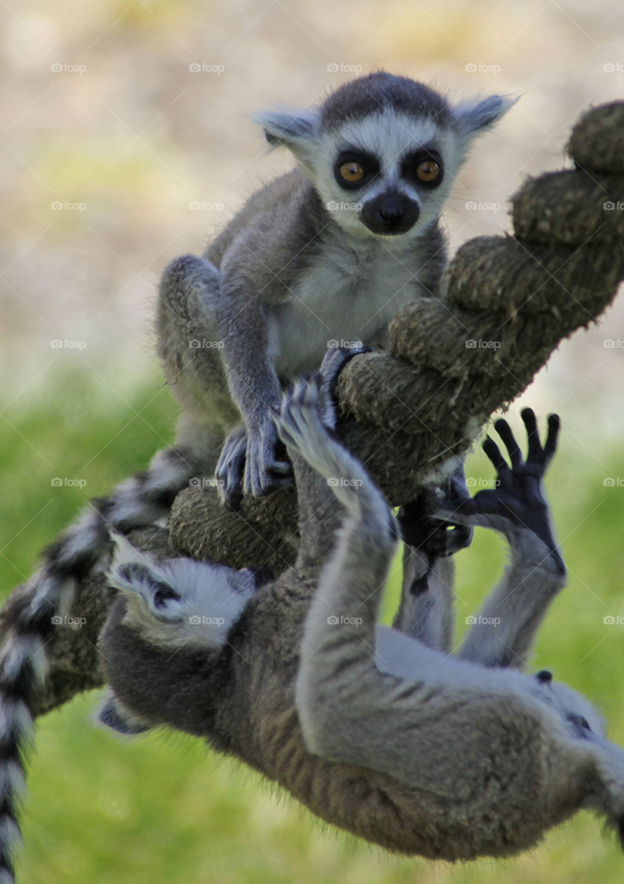 Lemurs 