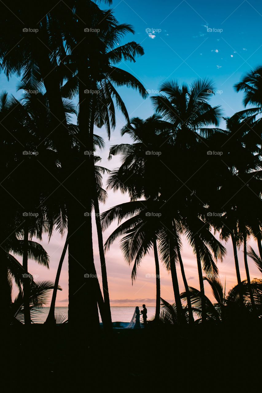beautiful exotic palm island