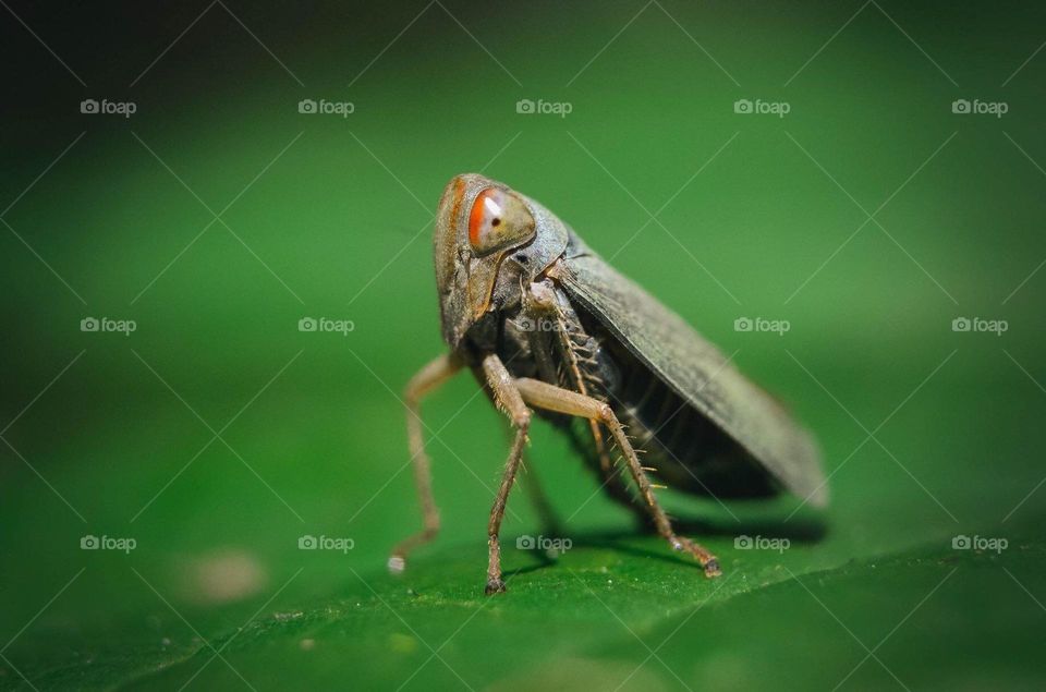 Macro shot of a grass hopper standing on a green leaf.