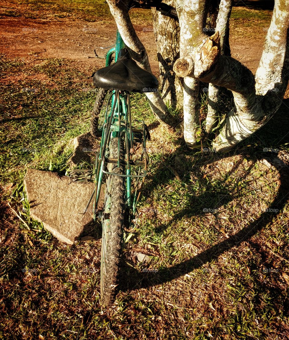 bike in the tree