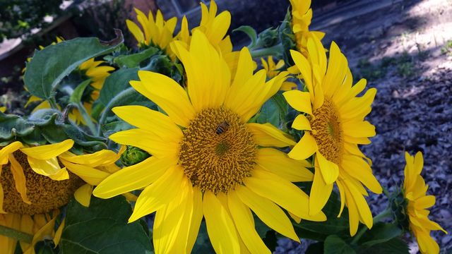 Sunflower 3
