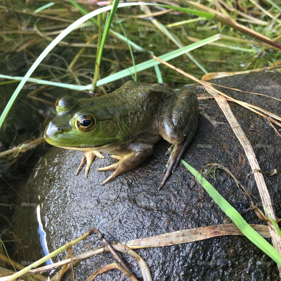 Frog on a rock