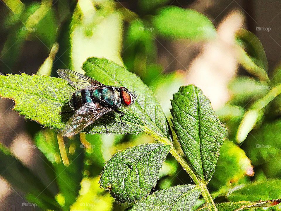 Fly on leaf