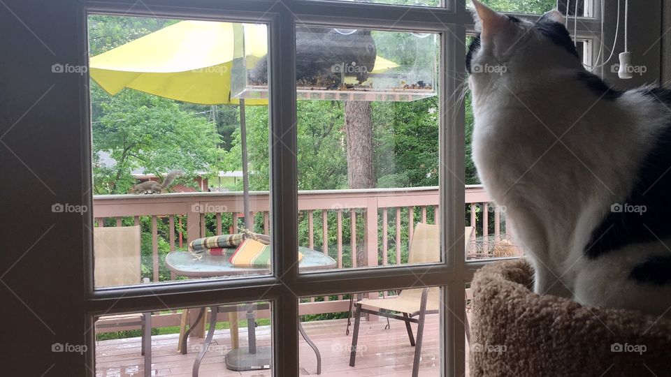 Cat watching squirrel.