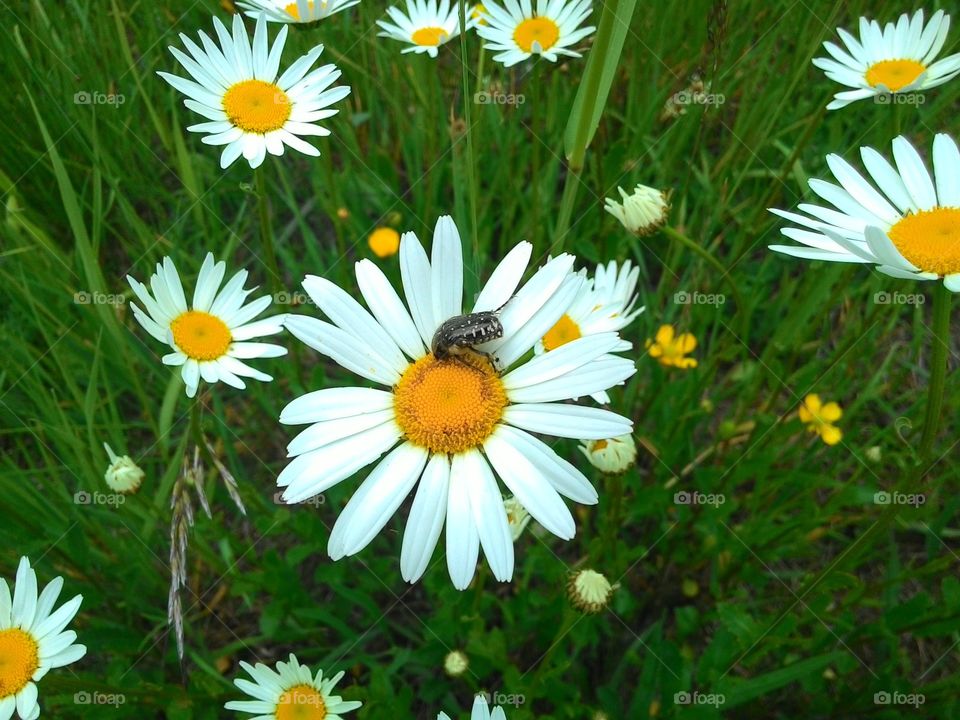 Bee on white flowers