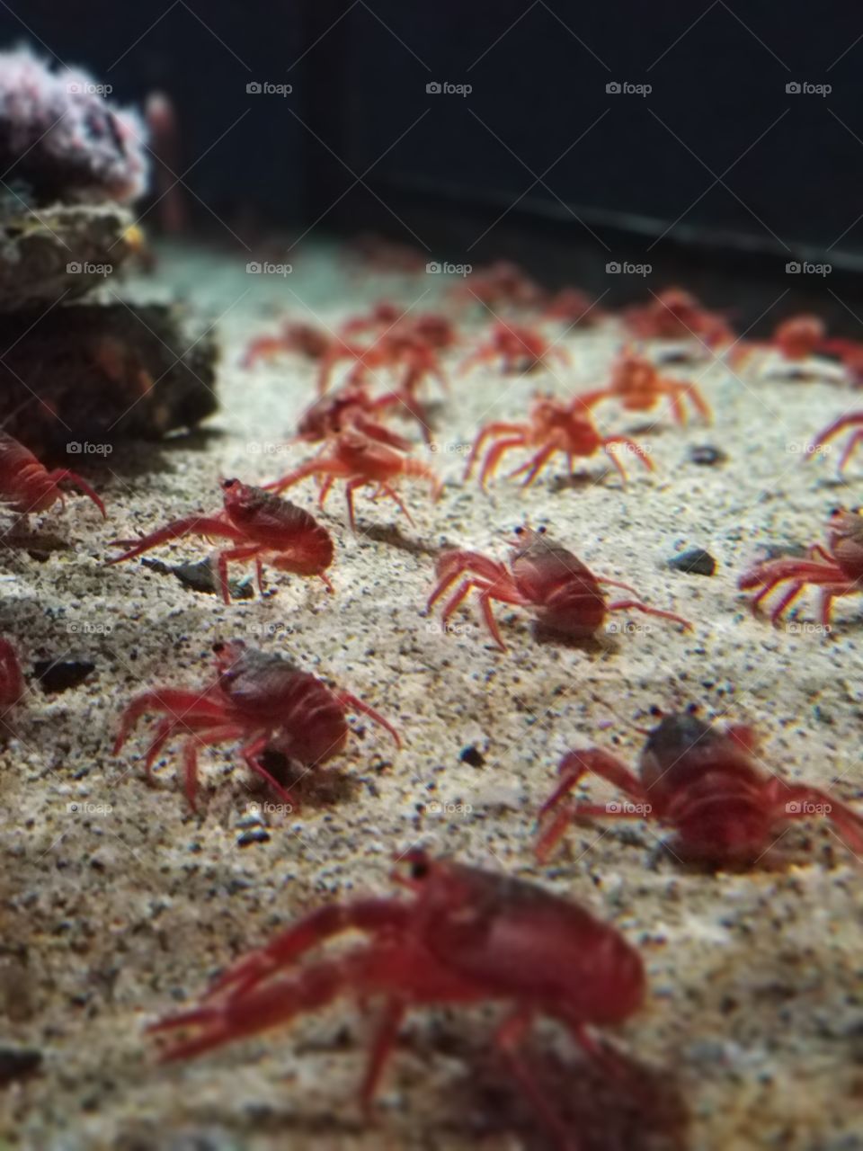 Tiny Crabs