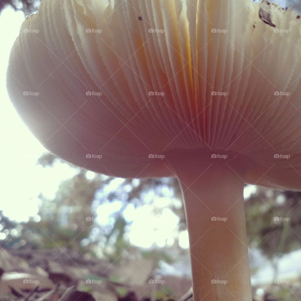 Ethereal Funghi
