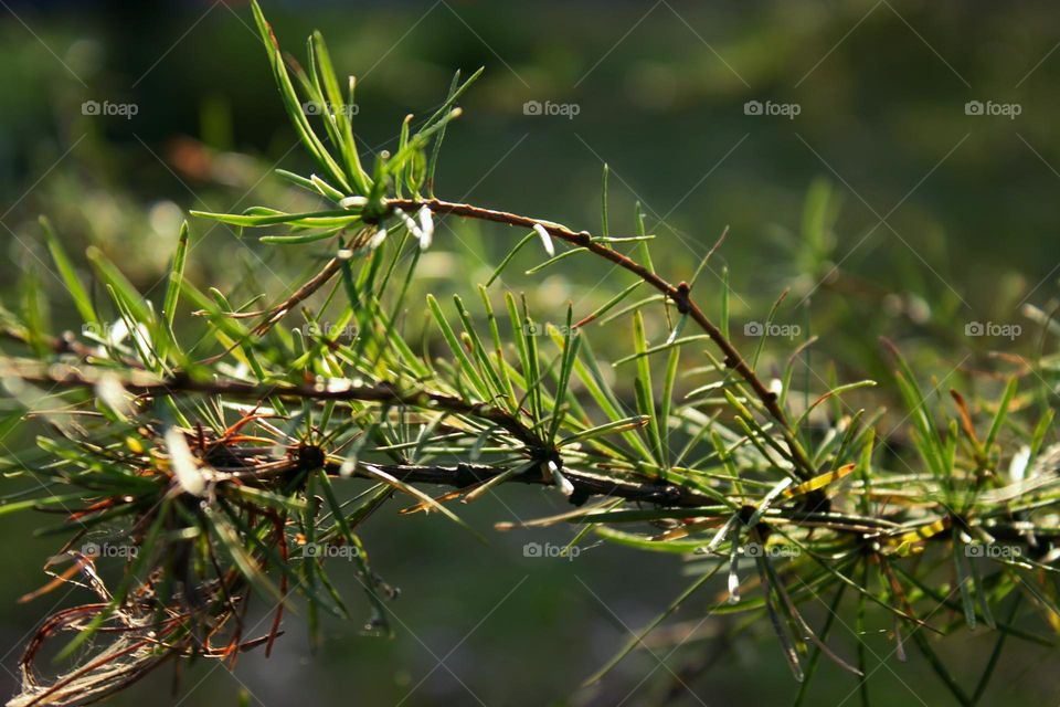 sunny pine needles, green plant and warm weather