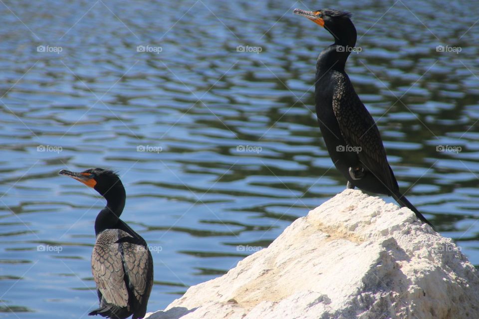 Two Cormorants on the Rocks