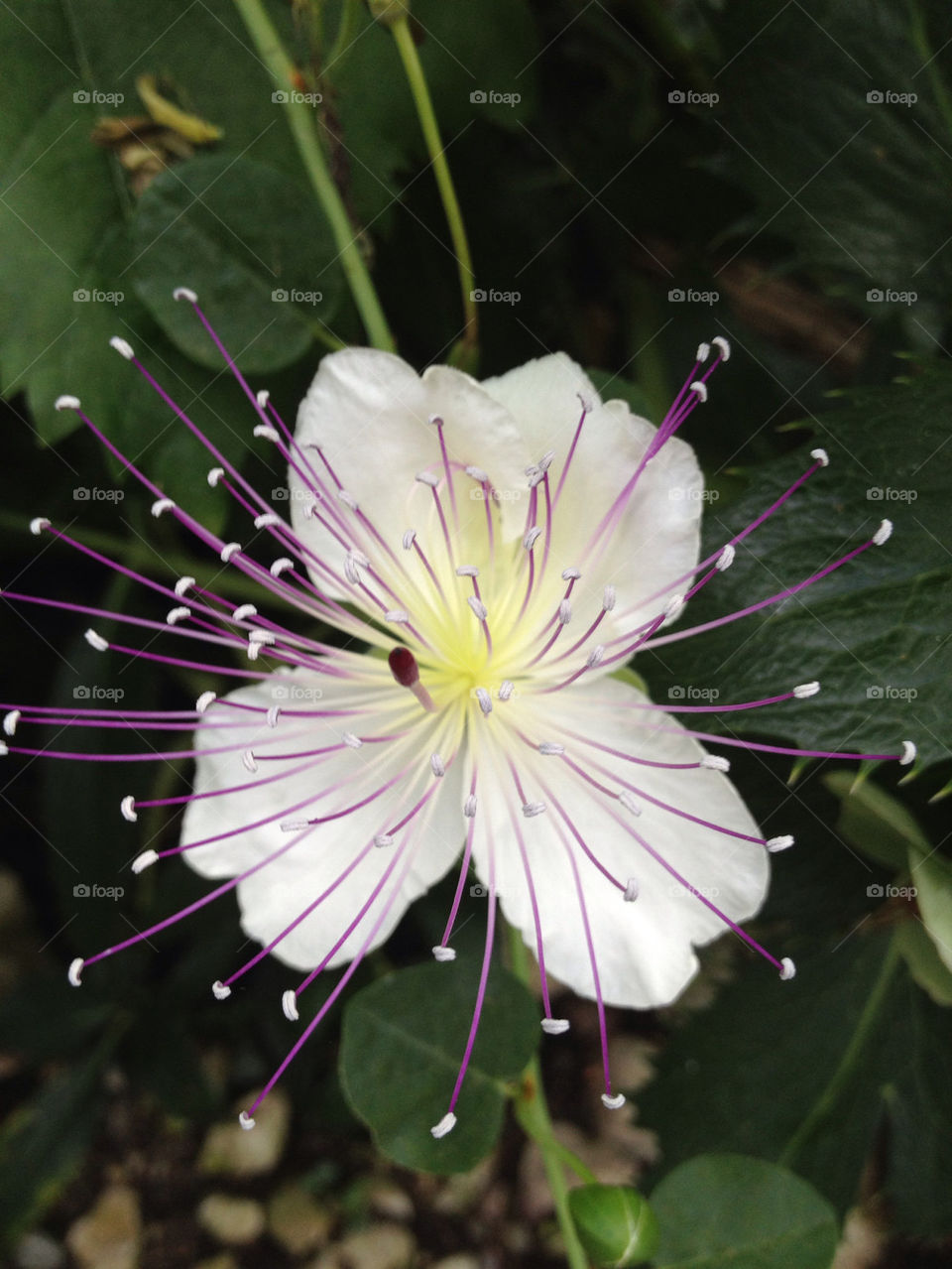 plants flower white purple by carina71
