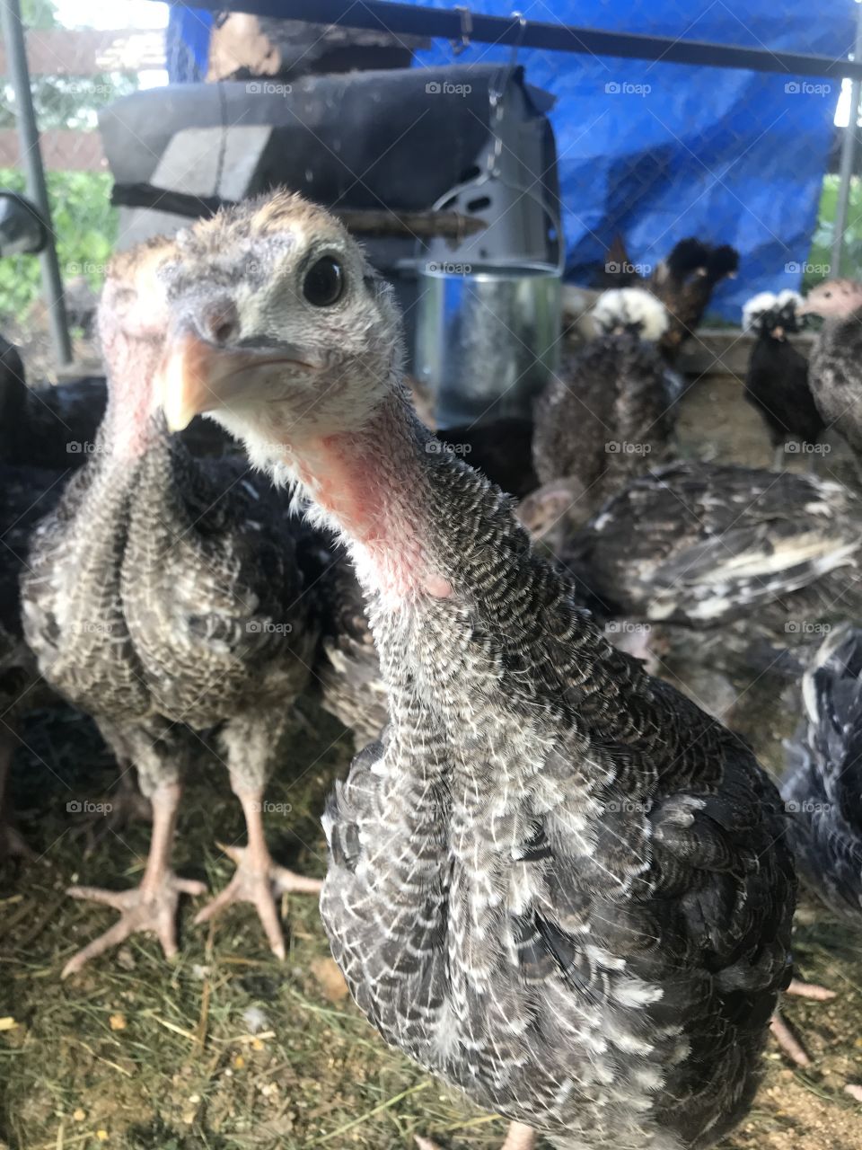 Up close turkey face