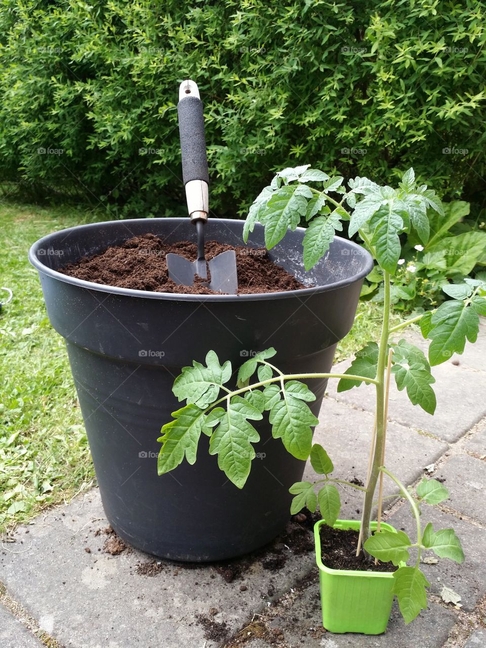 Gardening - Planting tomatoes