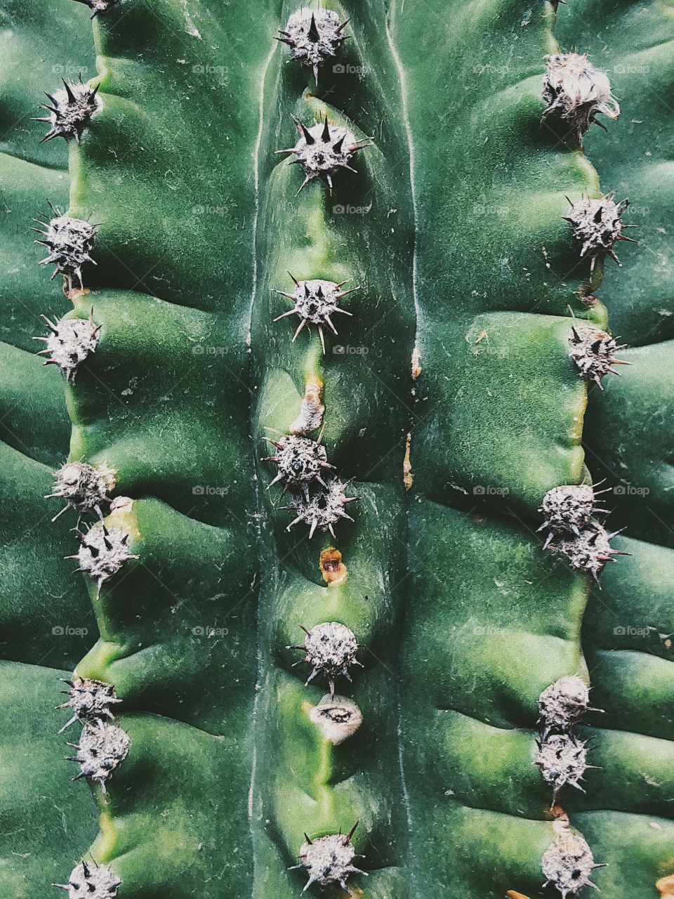 Textured surface of a prickly cactus 