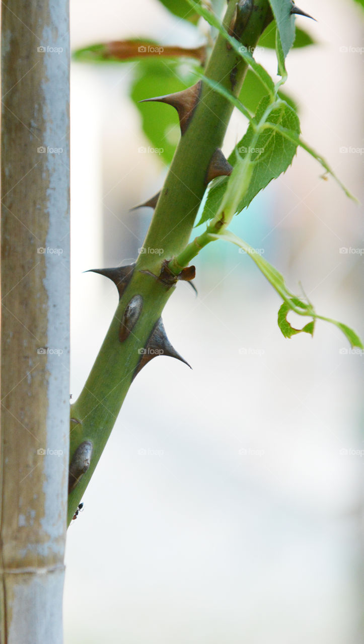 Rose tree. rose tree from garden
