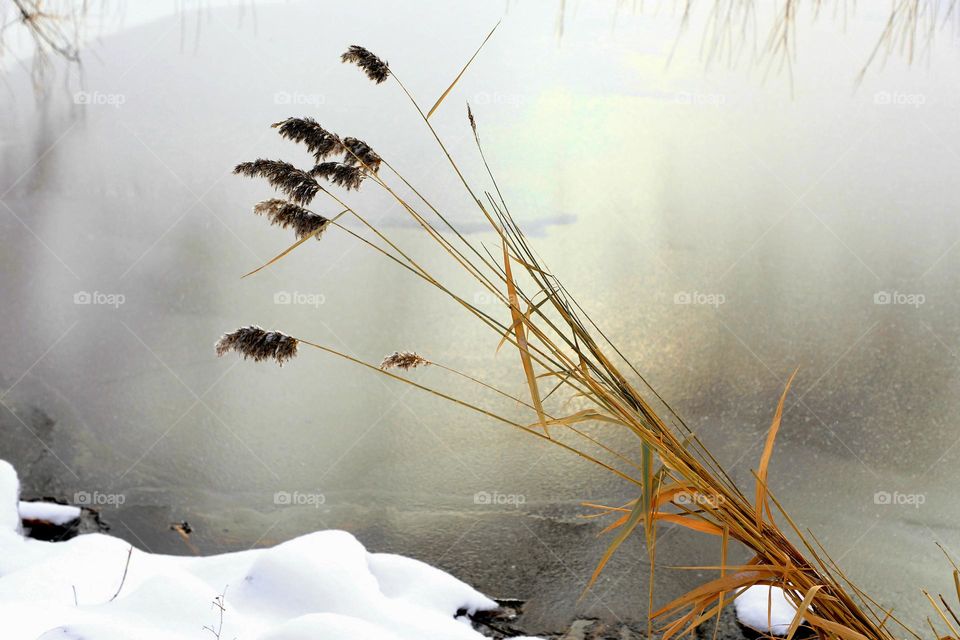 reeds in winter