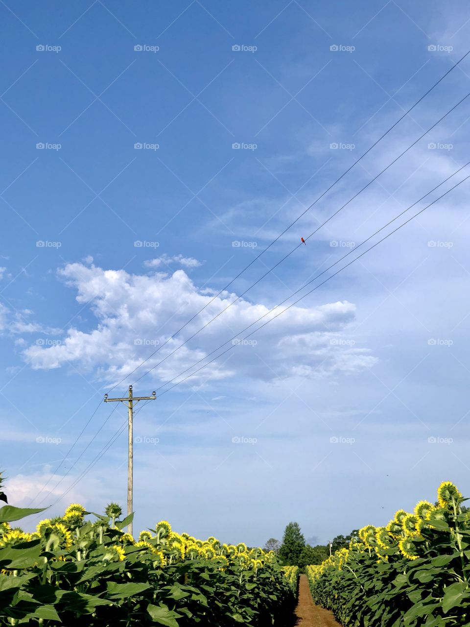 Blue sky cloud power lines pole bird sunflower field