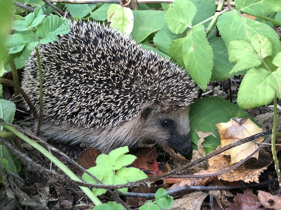 Autumn in the forest 🦔