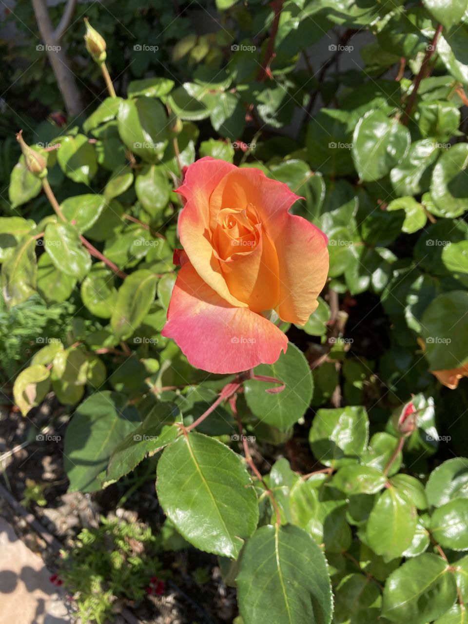 Perfect summer rose in shades of orange 