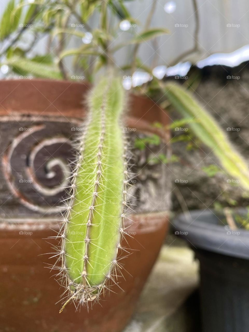 cactus in a pot