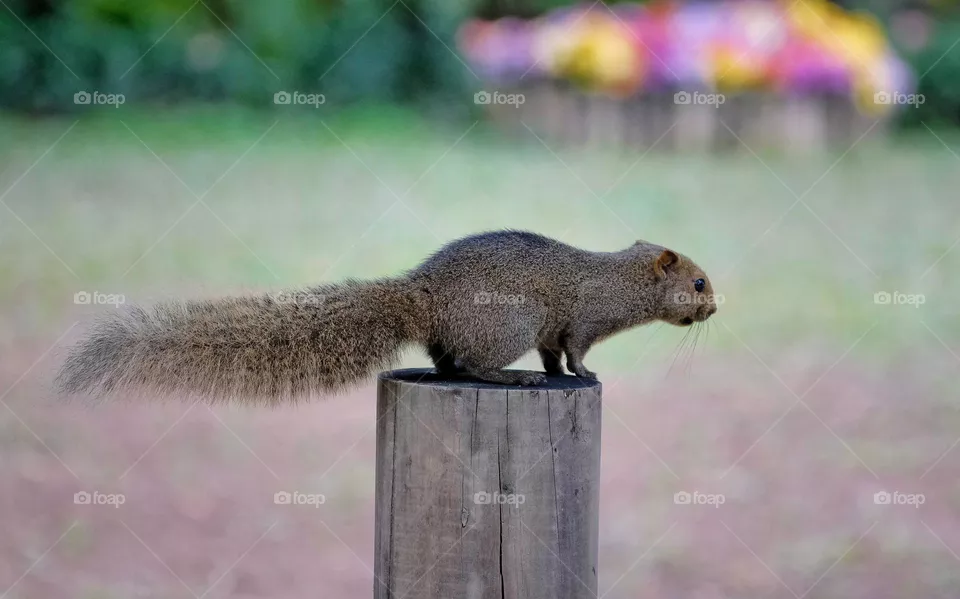 little squirrel