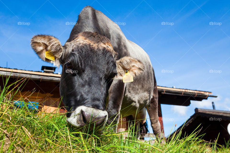 Grazing Cow