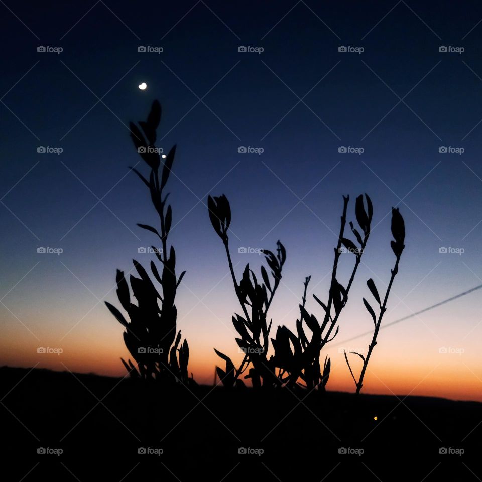 Olive tree and beautiful view of a star in the sky.