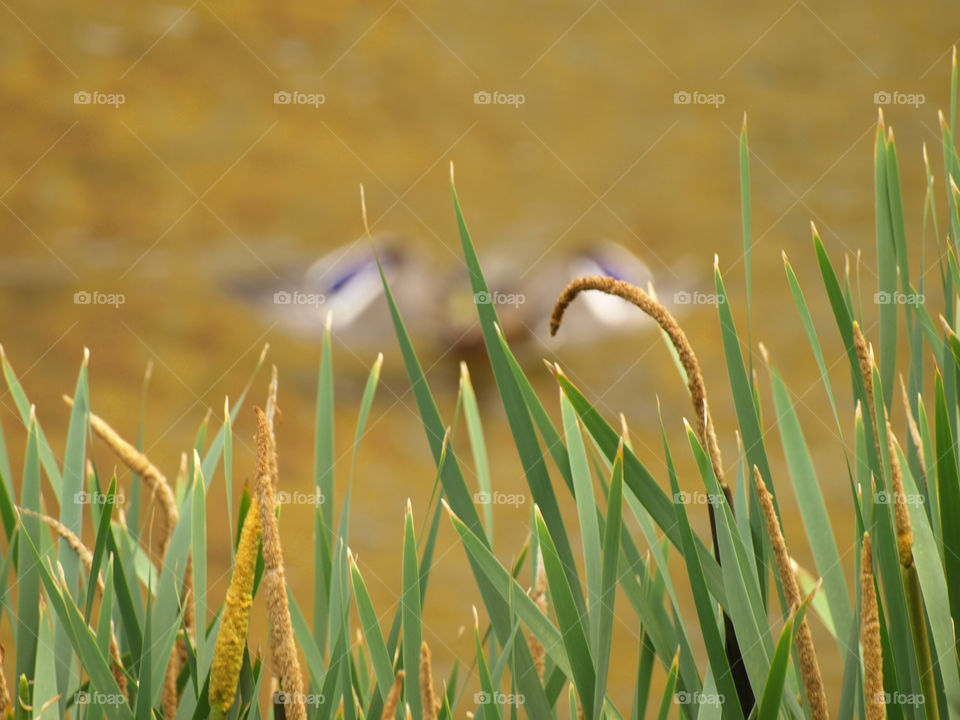 Leaves and blur