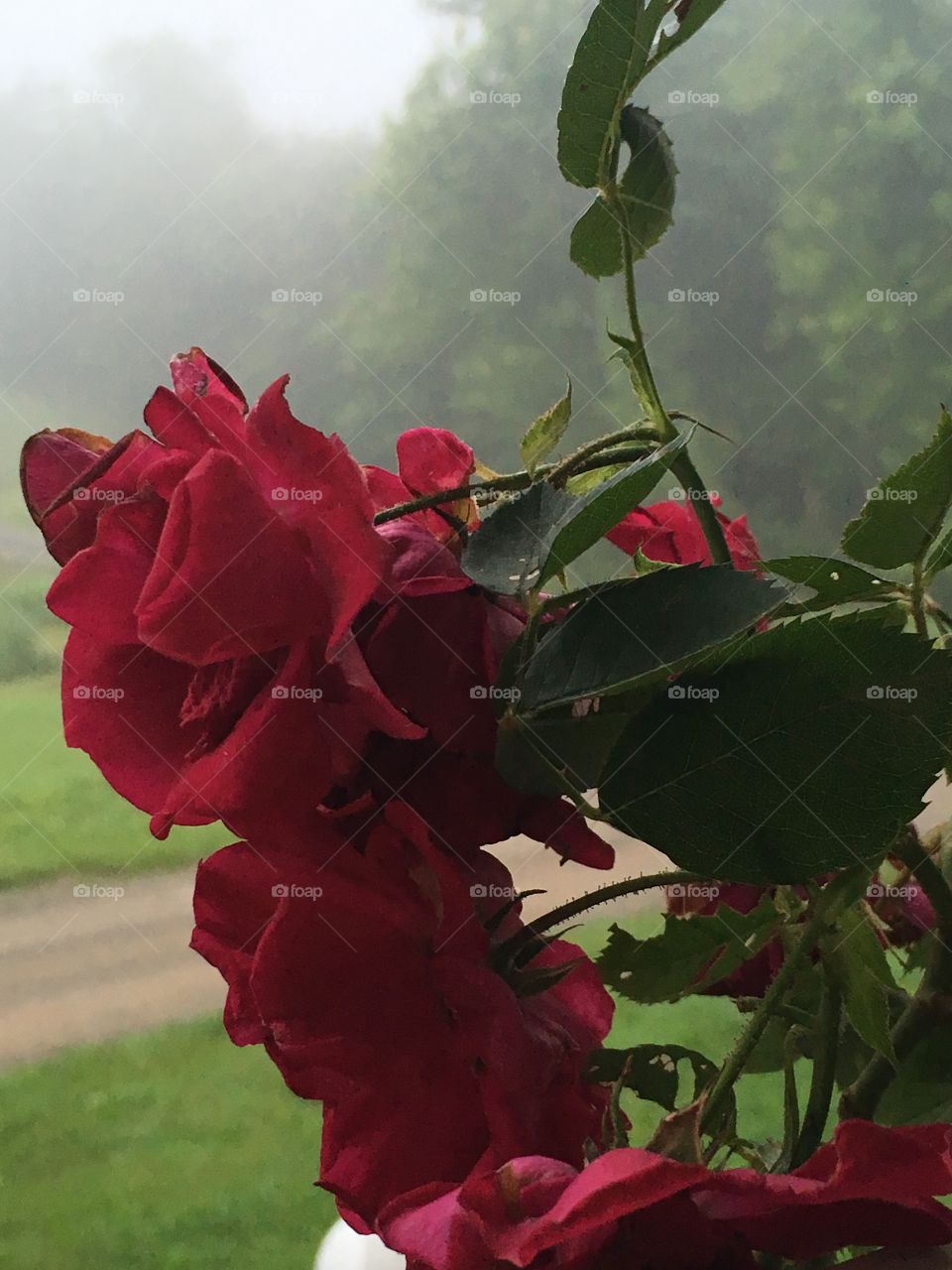 Roses in the early morning fog.