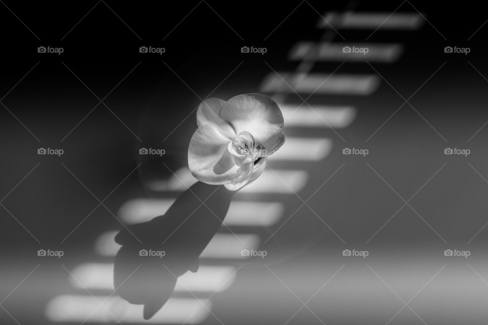 Abstract image of orchid flower in the shadows. Black and white photography.