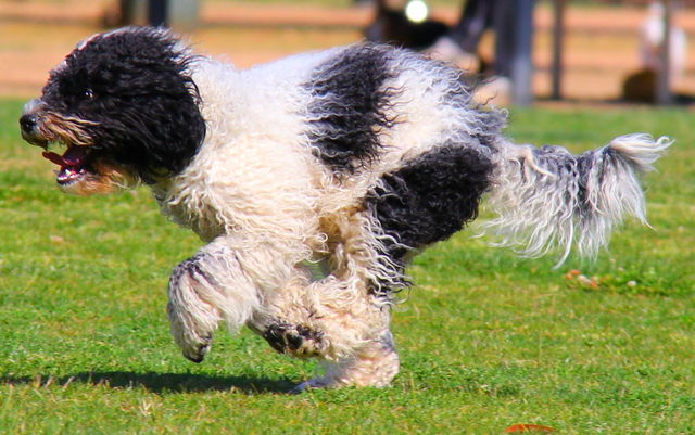 See puppy run!