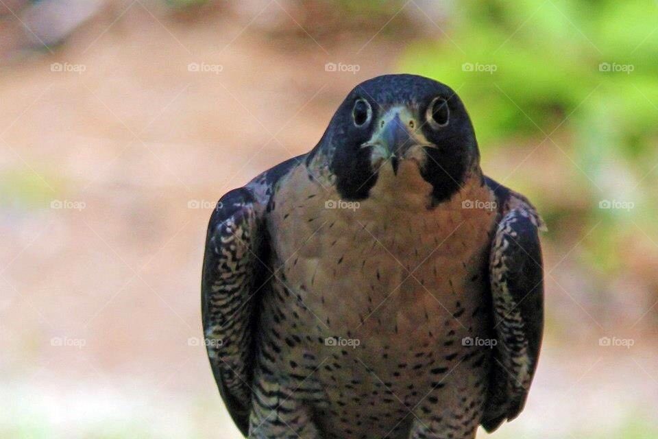 Peregrine falcon 