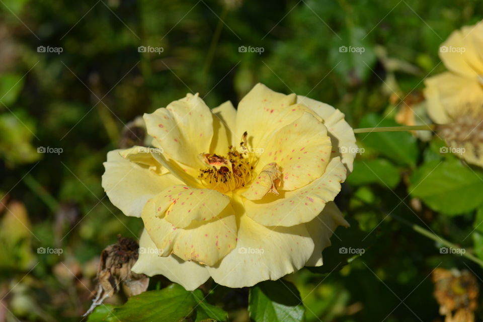 Spotted yellow rose