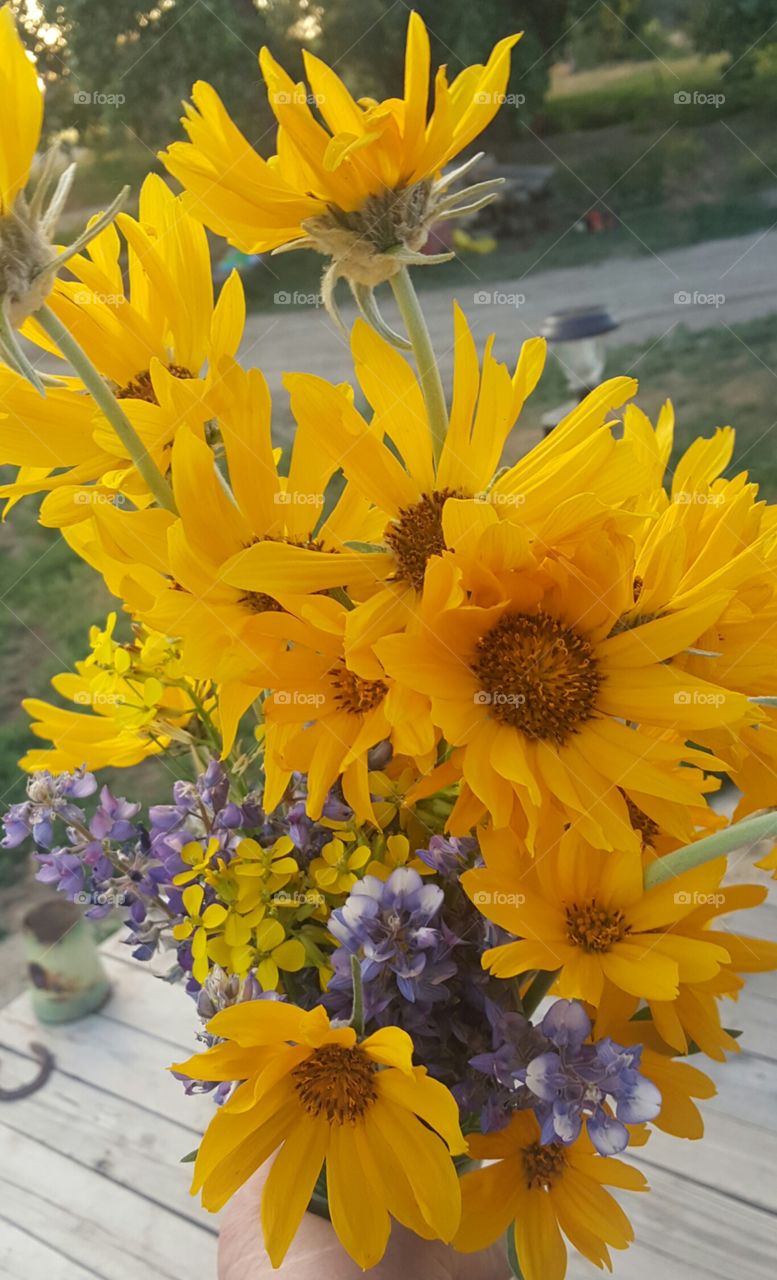Montana wildflowers. Picked just for me. :)