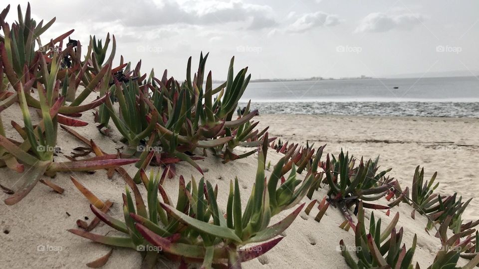 Beach, Spring, Plants, Nature 