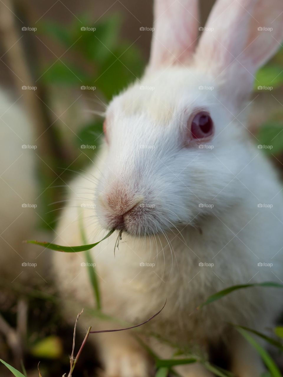 Cute Rabbit