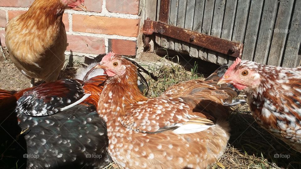 Bird, Poultry, Dame, Hen, Nature