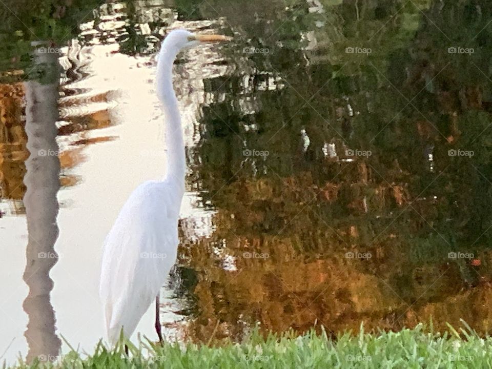 White Heron by water 