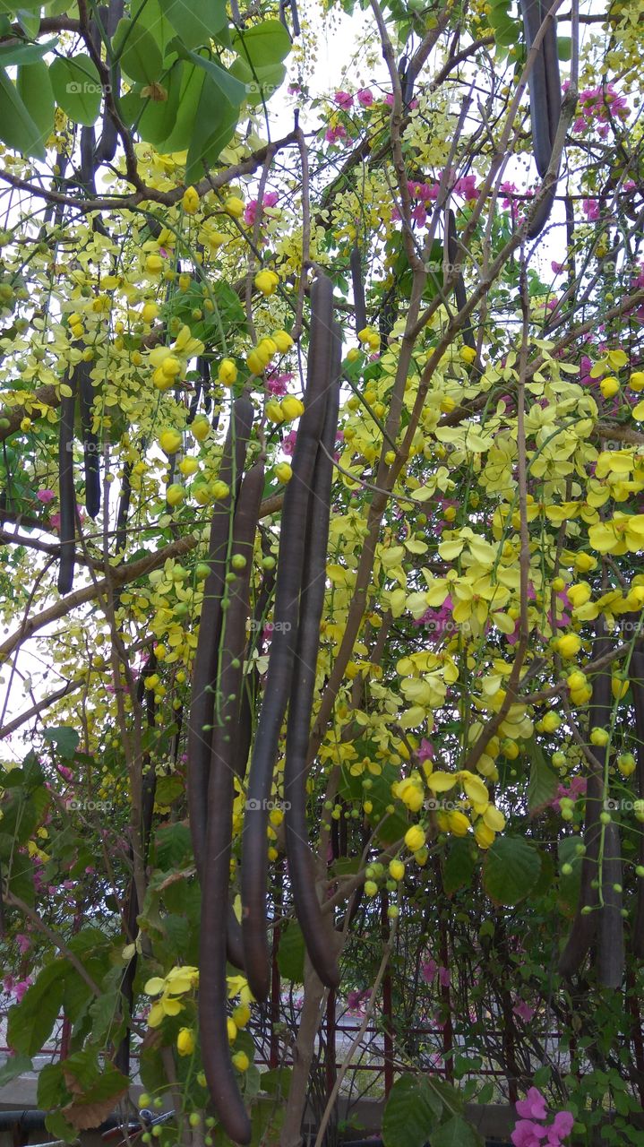 many flowers and long fruits