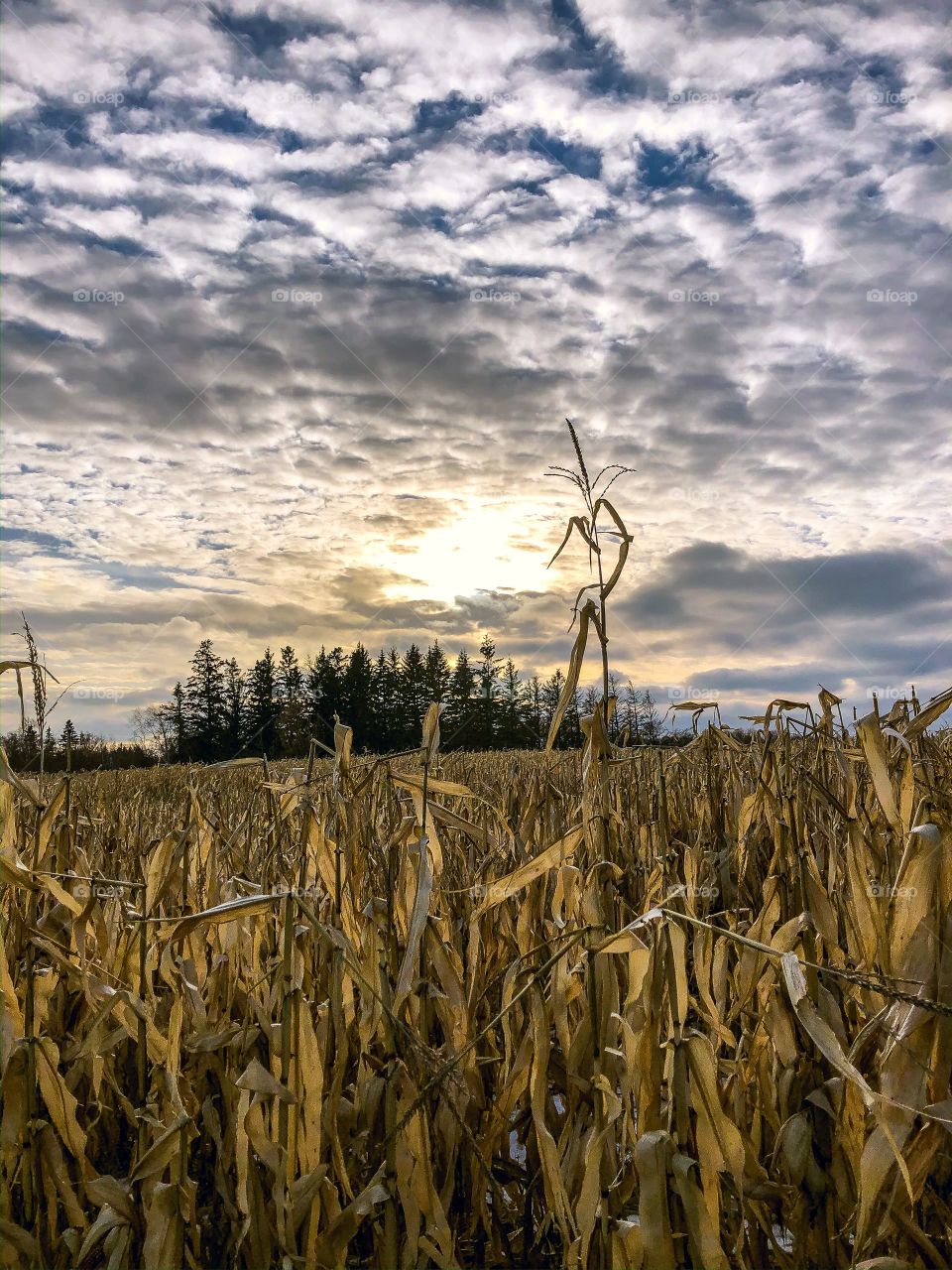 Corn field 