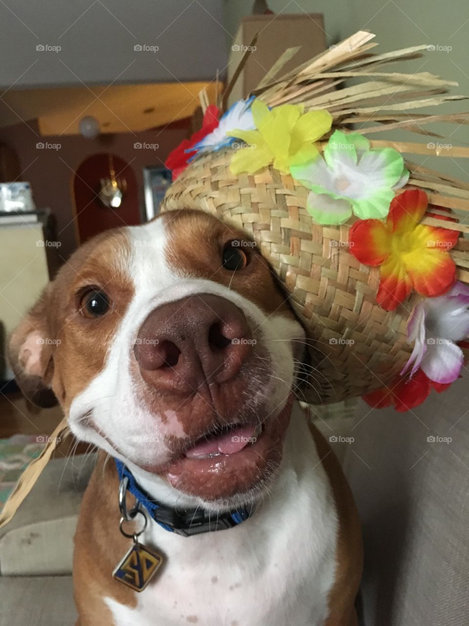Beautiful rescue pitbull dog in a Hawaiian hat