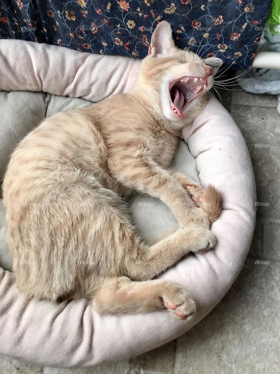 A cute kitten laying in a pet bed and yawning