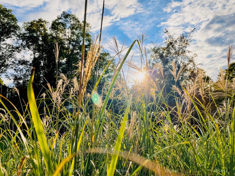 Golden race on golden fields