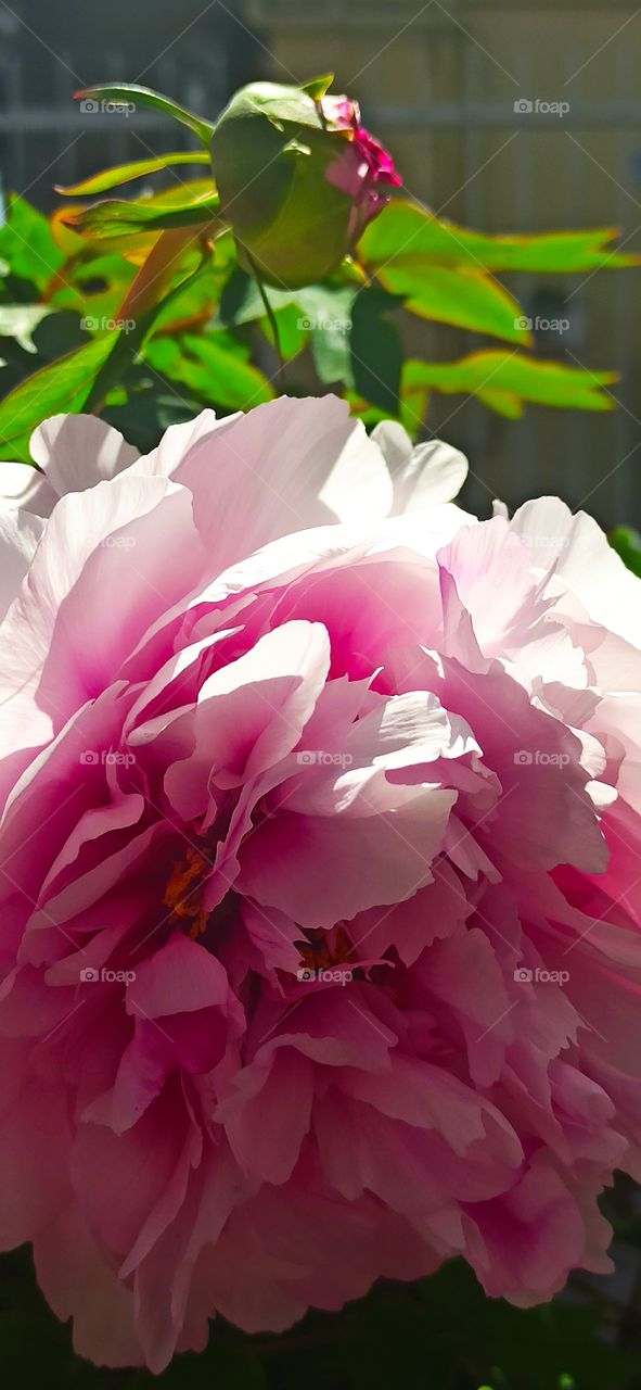 Can't get enough of natural beauty all around us!