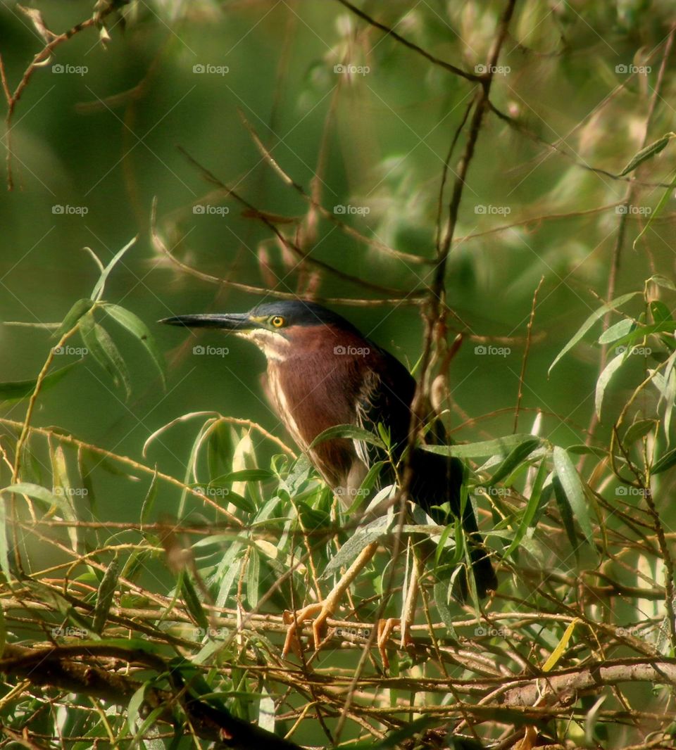 Green Heron in a Tree