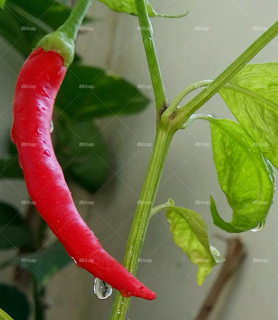 Red chilli pepper plant