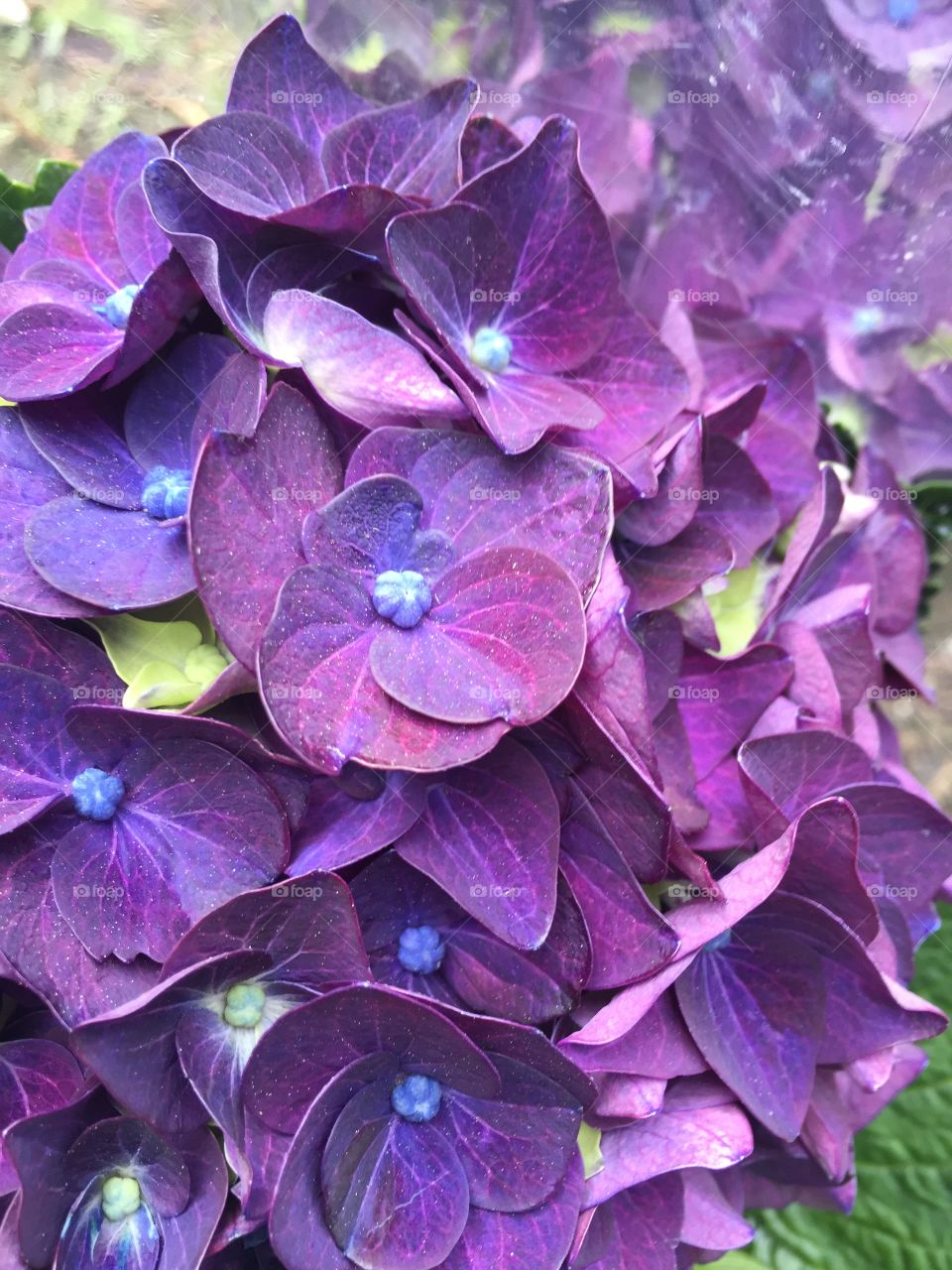 Gorgeous dark purple and blue hydrangeas flowers