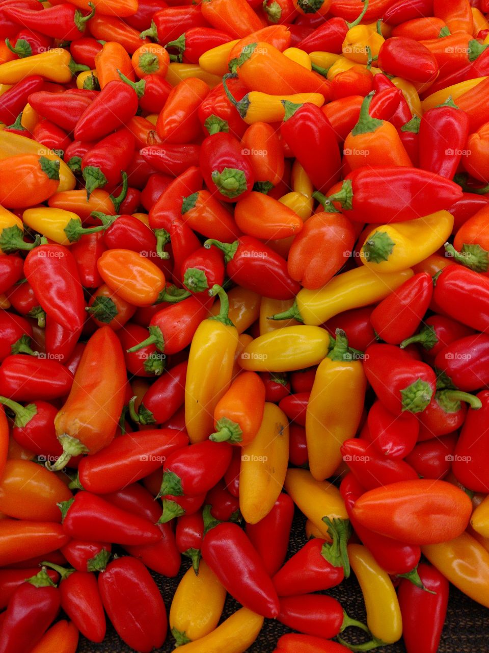 High angle view of multi colored chillies